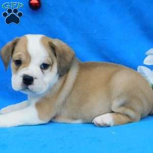 Buster, Miniature Bulldog Puppy